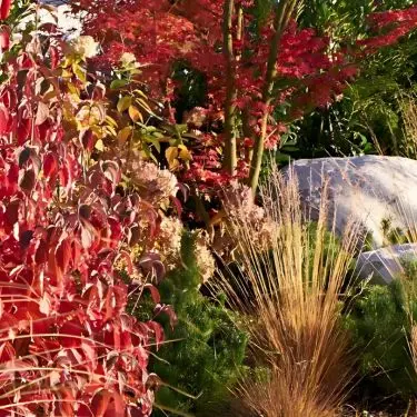 Få vinterglæde i din have - farver i den kolde tid